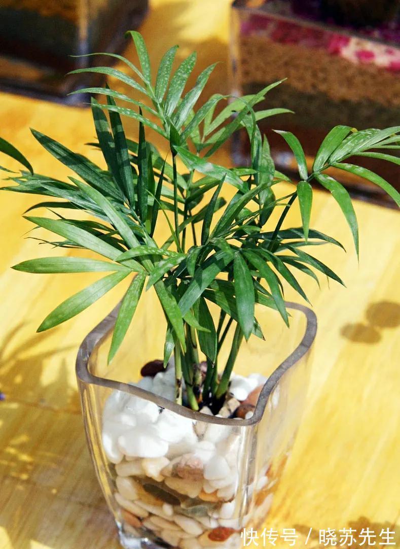 1种绿植适合冬季客厅养，清新空气效果好，美观大方，养起来简单