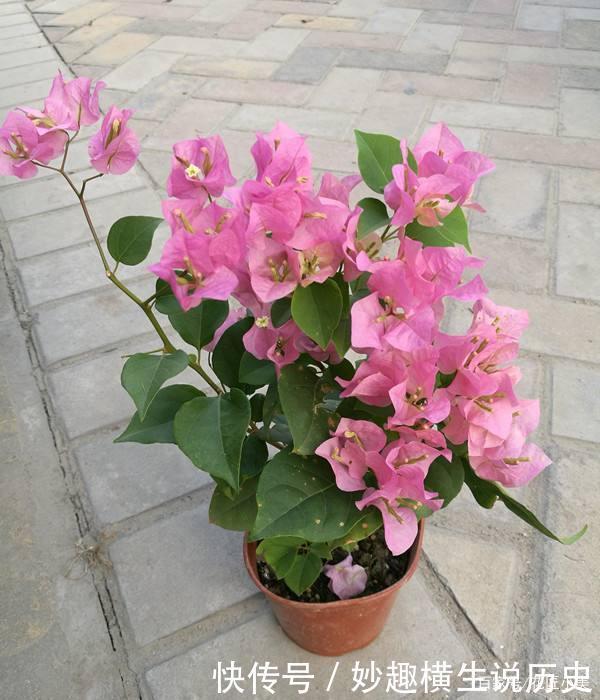 45种三角梅品种,红、橙、黄、绿、白、紫,每一种都很好看!