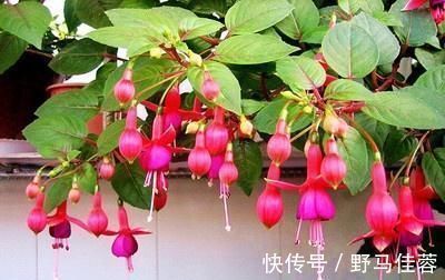 这五种“花卉”都是懒人花,每月浇水一次,不会烂根,远离黄叶