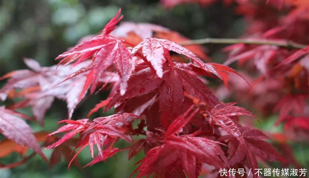 红池秀|桂林红溪！溪红池秀、瀑美石奇、树怪藤古合为六绝