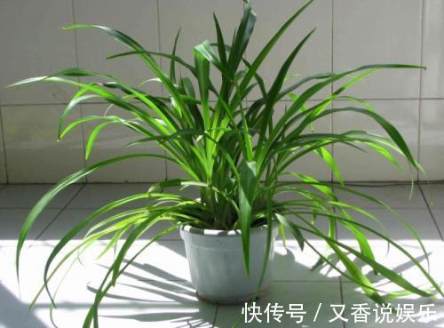 甲醛|懂生活的人家里都养这四种植物!