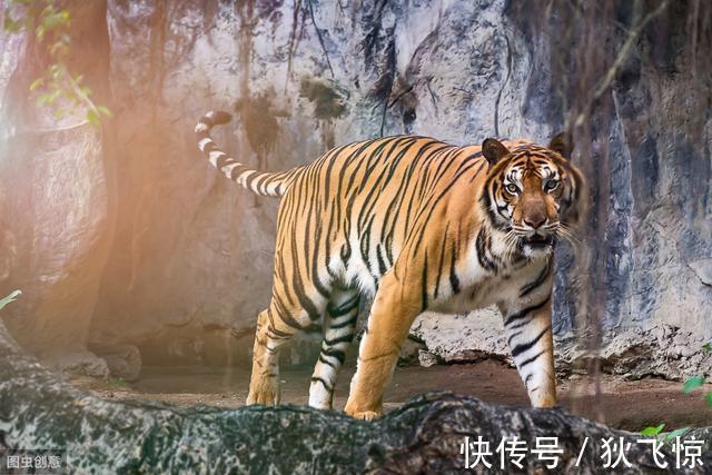 伤人!《水浒传》打虎故事背后的历史:宋朝如何治理虎患?