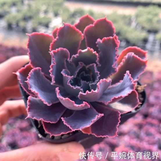 怎么养好多肉植物晚霞之舞?遵循此5点