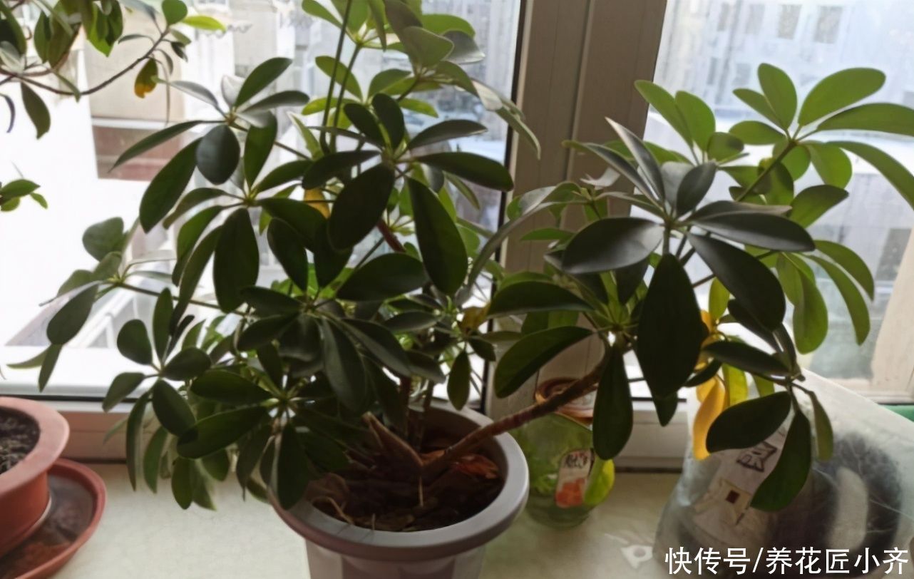 鸭掌木落叶黄叶状态不好,春季换个盆,做好3点,变得枝繁叶茂