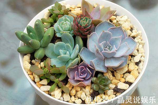 花友|花友在浇花的水里加点这个，就能防止盆栽多肉植物化水、黑腐！