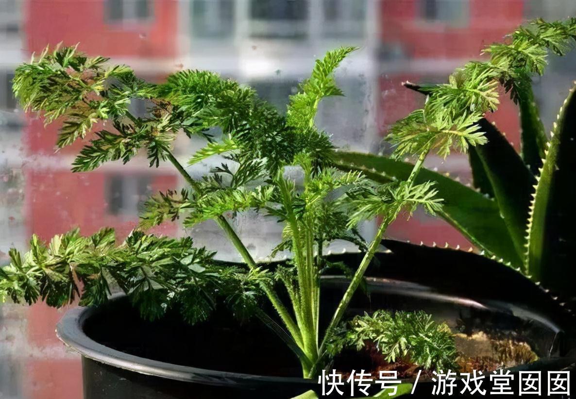 盆景|菜市场挑5种菜，丢水里就是一盆景，买花的冤枉钱就省了