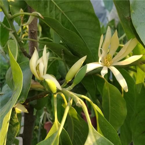 1种“香水”花，比茉莉美、比桂花香，一年开花200天，一盆香满屋