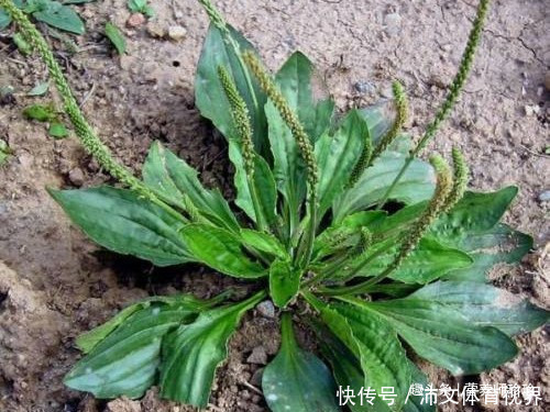 车前草|这菜全身都是宝，可惜很多人当草，晒干泡水好处多，别不知价值