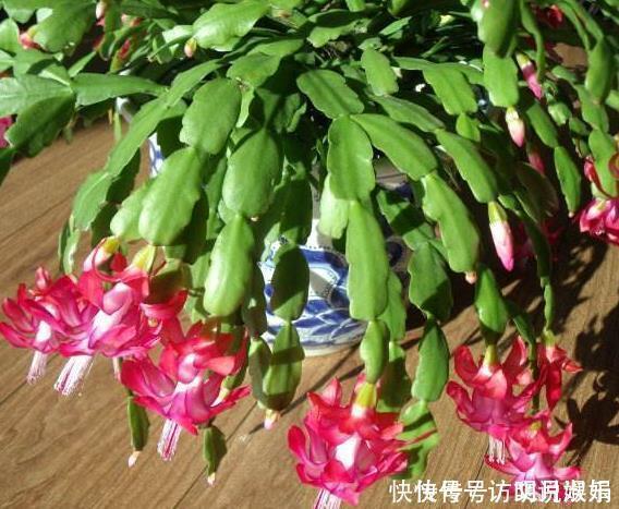 蛋壳|养蟹爪兰不开花往花盆里撒“2种废渣”,花芽长出来,开出花!