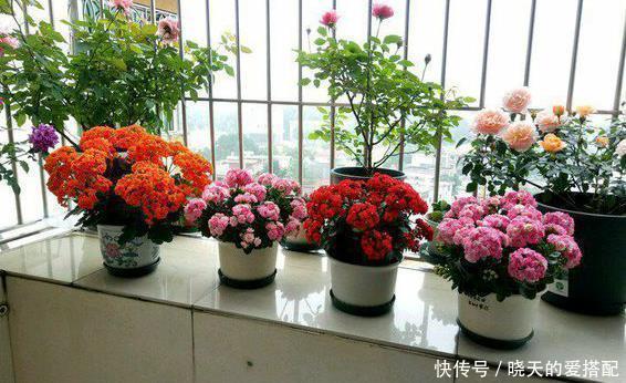 太阳光|冬季最容易养好的“4种花”，基本不用打理，整个冬天花开不断