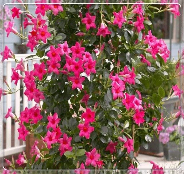 这样养护飘香藤,飘香藤才能开的花越多越艳,开爆盆