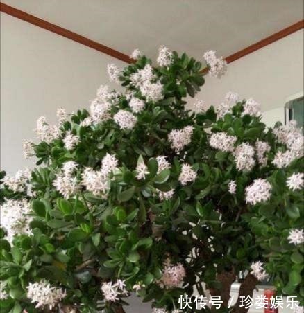 玉树怎么养才会开花,玉树盆景能喷水吗好多肉不知道的小妙招
