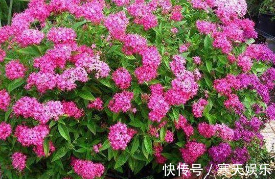 养花有“二宝”,什么花草都能养,用了后叶子油绿狂开花!