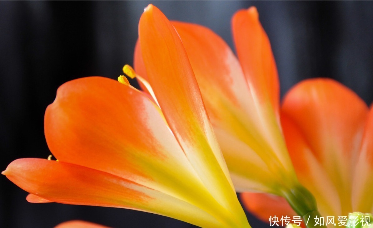 养护|老大爷养君子兰,整整10年,仅靠4种窍门,从幼苗养成富贵花