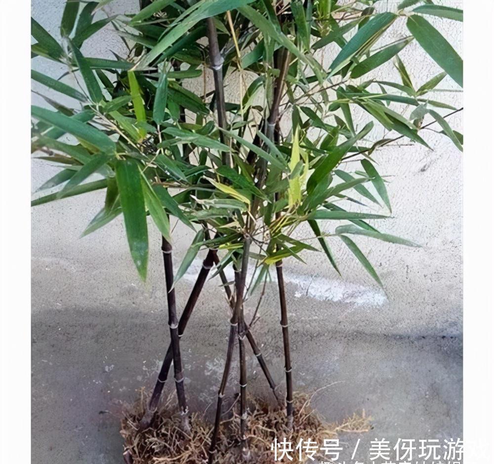 没有院子养不了竹子?错,这几种竹子养在室内,比花好看多了