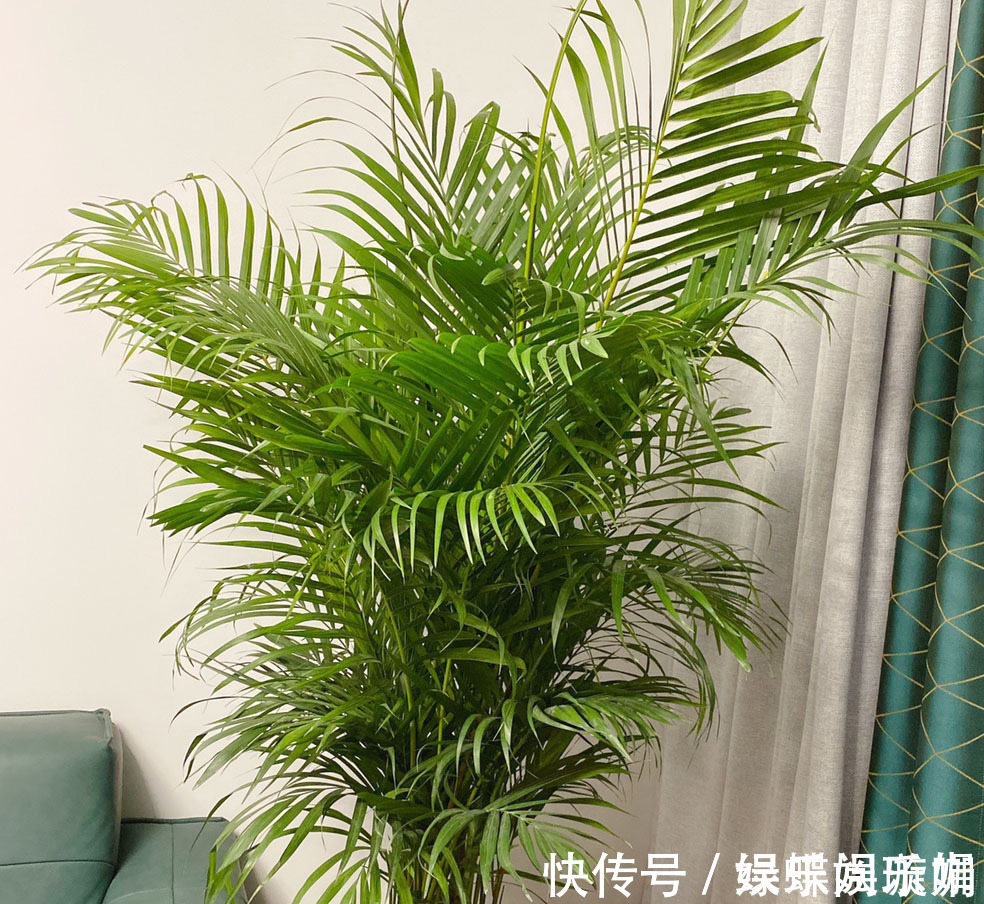 散尾葵|客厅养花别乱养,选5种花,好养好看,高端大气上档次