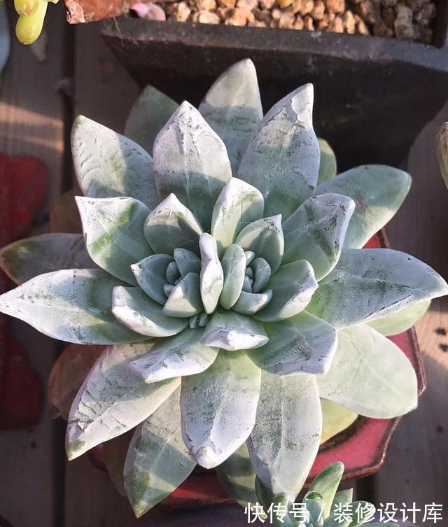 7种多肉“最难养”，一进夏天就挂，新手慎入