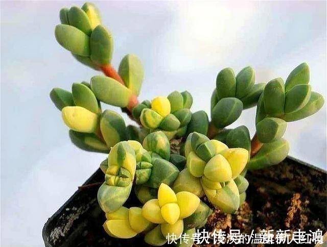 越冬|多肉鹿角海棠越冬技巧,牢记“3个不要”,叶子饱满,轻松爆盆