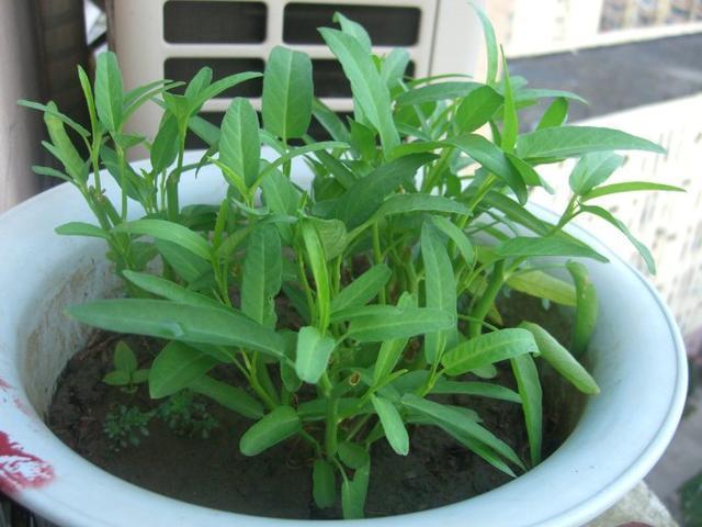 空心菜养在家里“真简单”,买点种子施点肥,窜出嫩芽吃起来放心