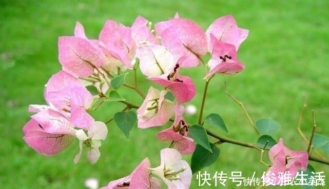 三角梅开花太容易, 别瞎整就不会黄叶