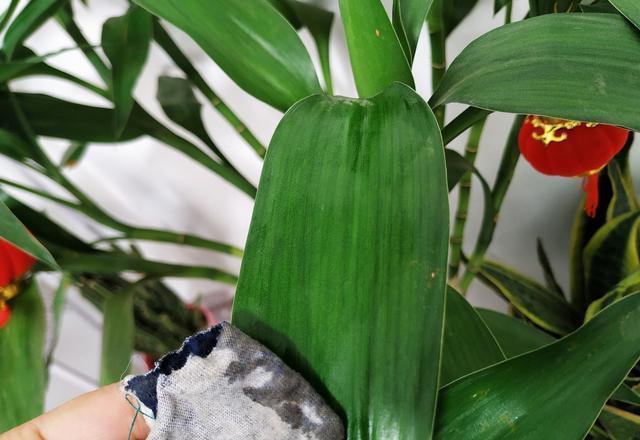 落花苞|长寿花开得正艳,倒了一瓶啤酒,结果“悲催”了