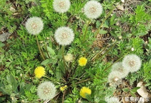 皮炎|农村到处都是的婆婆丁，不仅是消暑圣品，还是美容万金油！