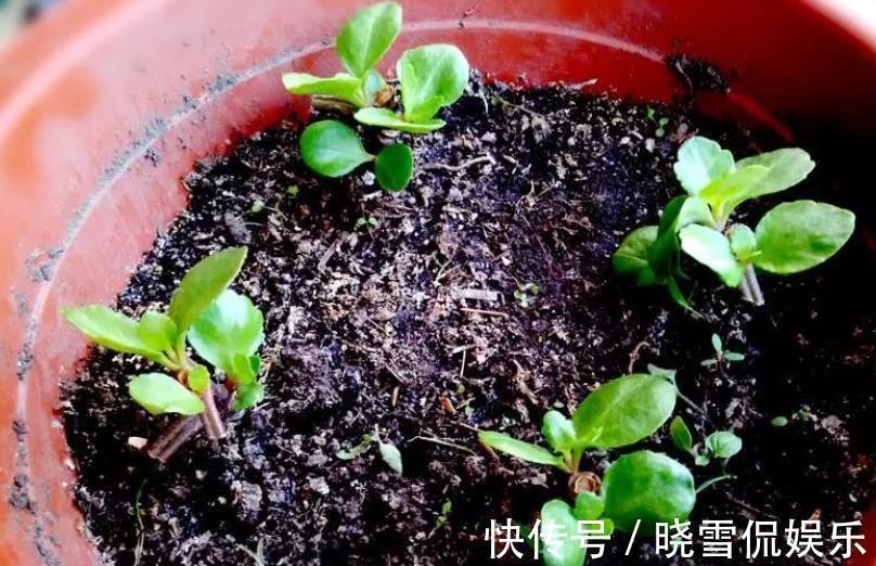 3种花别再花钱买,讨个枝条插土里,15天就能长新芽