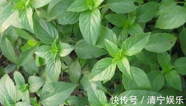 高血压|农村以下3种野菜清热凉血、调中开胃，还能治疗便秘、高血压