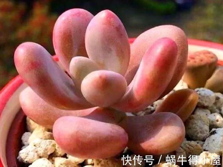 多肉桃蛋和桃美人,颜值高易爆盆,新手怎么挑?看看老花匠怎么说