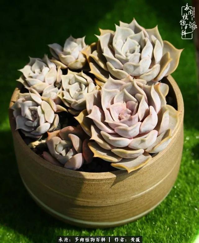 养了三年多肉，终于明白佛系养肉才是王道！