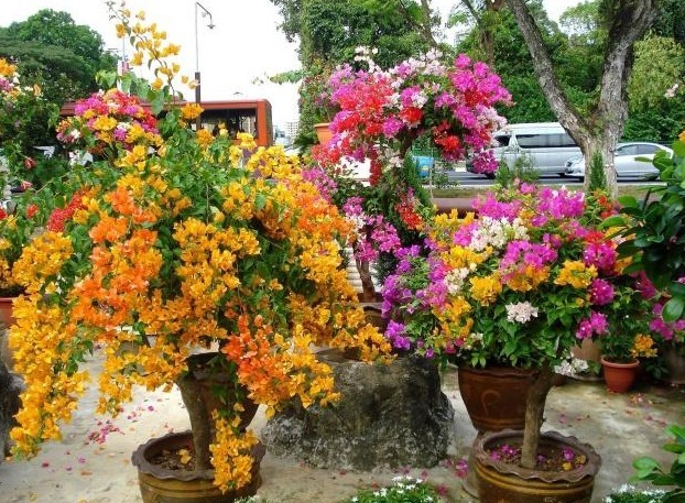 植物|养三角梅,1把“黑球”撒土里,枝条一下“窜2米”,开花1000朵!