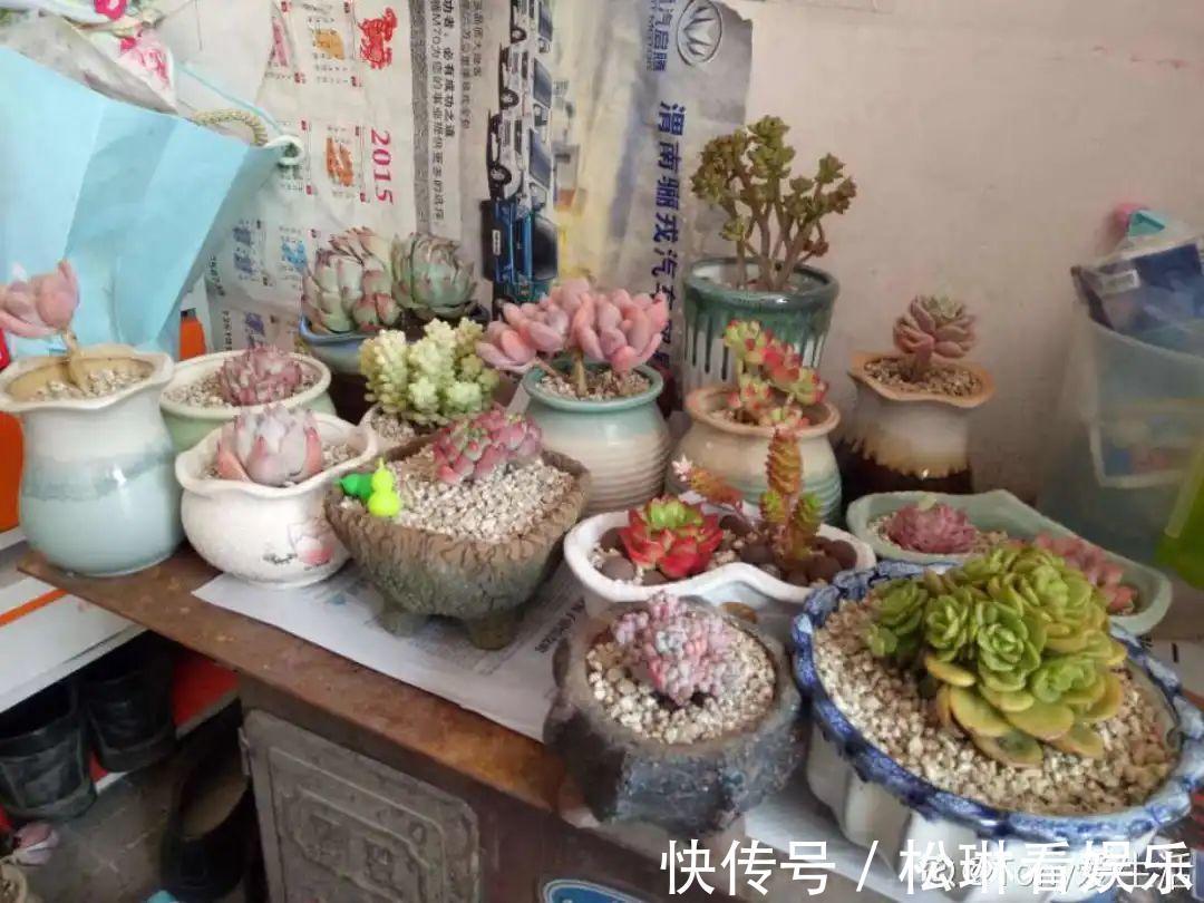 休眠|家里有这7种花,少浇水、不能晒,天热要休眠!