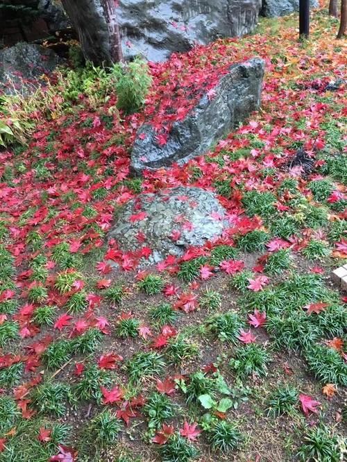 胎心胎芽|胎停两次，终于迎来了我们的宝贝，我自己全心照顾怎么了？