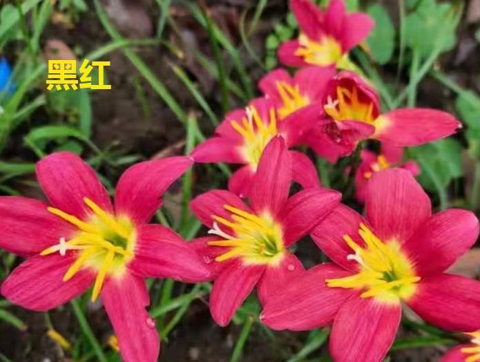 不怕晒的花,晒得越狠,花苞越多