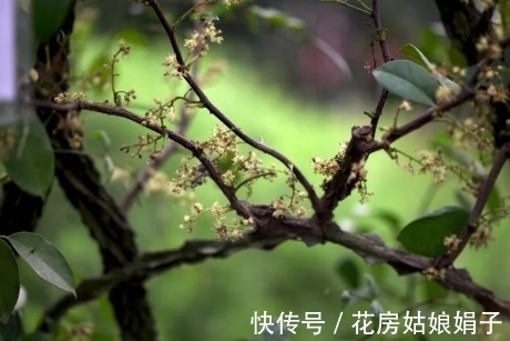 浇水|很好辨认的1种藤本植物,别轻易触碰,却是制作盆景的优良素材