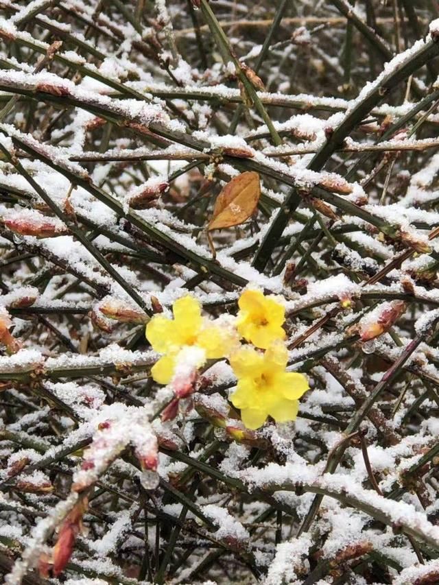 醉东风|2021年第一场雪，圆明园春雪风光