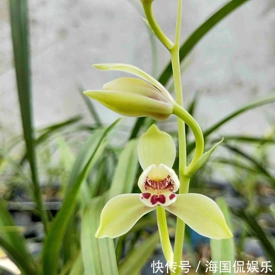 秋老虎|秋老虎天气你会给兰花浇水吗一不小心兰花就空根,半截水是祸端