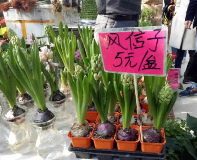 喜欢养花，不如养盆红花荷，开花非常漂亮，植株也比较优美