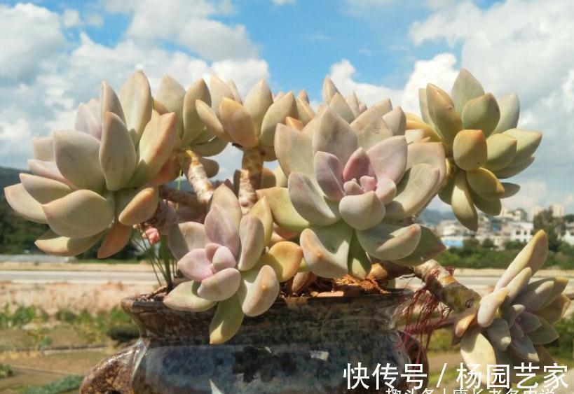 多肉冬美人跟秋丽比高低?冬美人皮实更胜一筹,秋丽颜值略胜一分