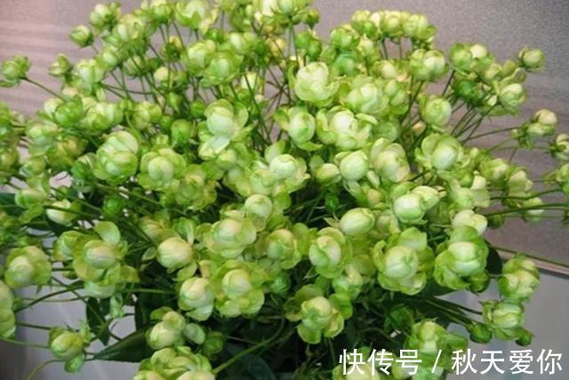 最不像月季的月季,花色翠绿,花开爆盆,插土就能活,阳台党必备