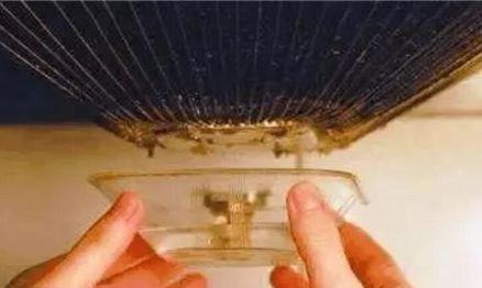 这“3种”花最爱油烟机的“脏油”,盆里挖洞倒1点,蹭蹭长半年!