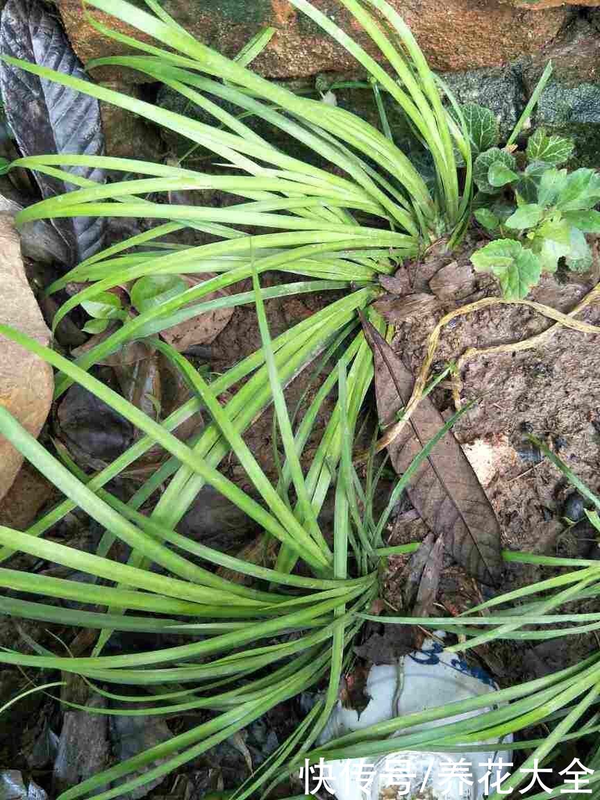 院子里的阴凉角落，可以种些耐阴花，长得更旺盛