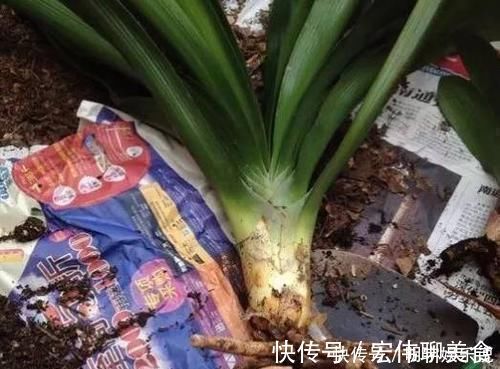 甲硝唑|过期小药片不要丢,尤其是这3种,用来养花,生根快开花多