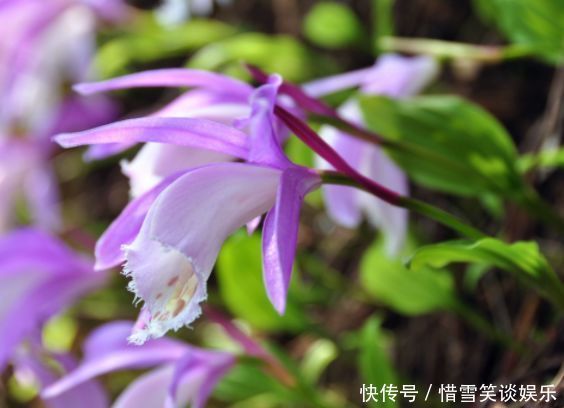 虎刺梅|喜欢养花,不妨养这些花,花期长易打理,四季繁花似锦,美