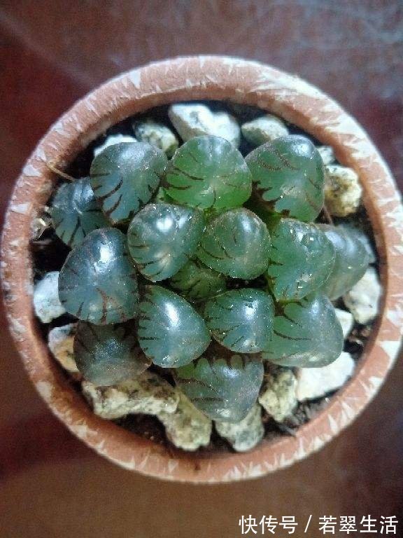 绿萝|养花就得学会“捂”,用塑料袋捂一捂,冒出满盆花苞