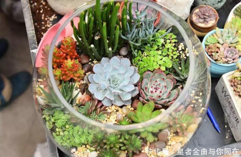 养多肉怎么争“天时地利”盆栽做到4点，叶子全年糖果色