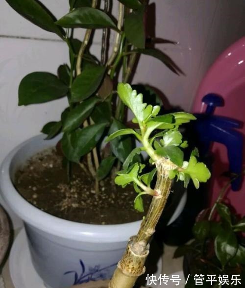 四季都能开花,长寿花养成老桩,“修剪”要跟上!