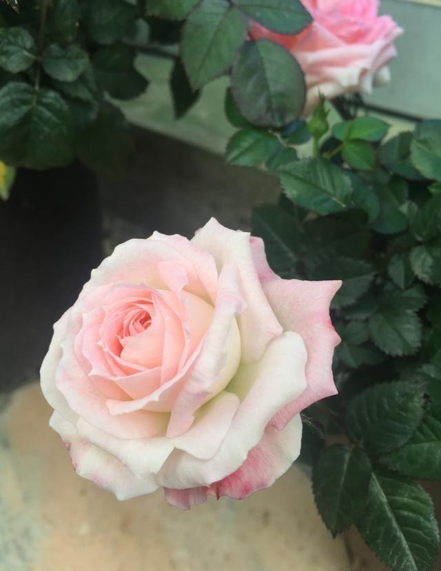 妖精|此花,美过玫瑰,艳过牡丹,四季开花花期长,比养兰花强多了!