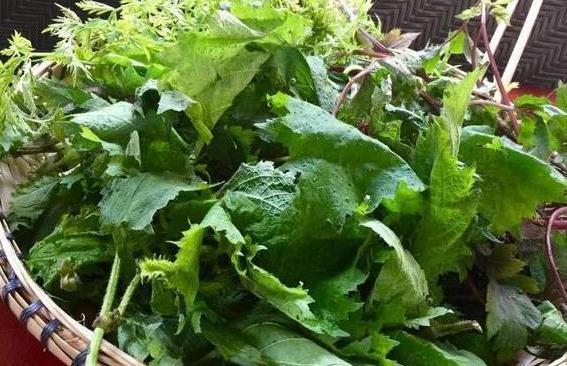 毒素|乡下一种“蛰手草”，农民却称“药王草”，捣汁涂抹，药用价值高