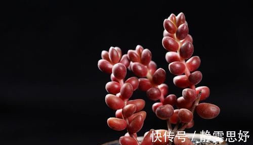 喜欢多肉的小伙伴,几种多肉不要养,不然会后悔的!